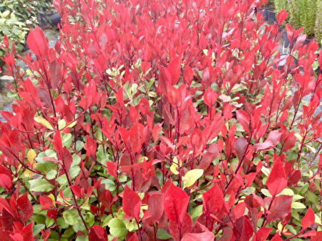 Bodur Alev Çalısı Photinia Red Nana 10 Adet