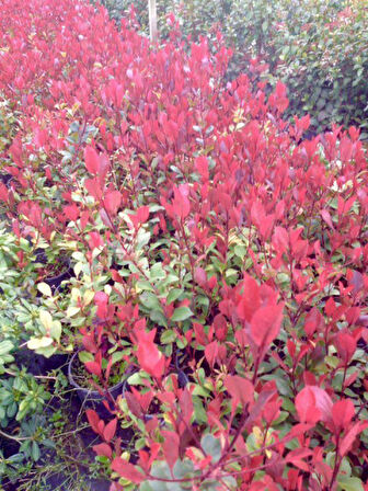 Bodur Alev Çalısı Photinia Red Nana 20 Adet