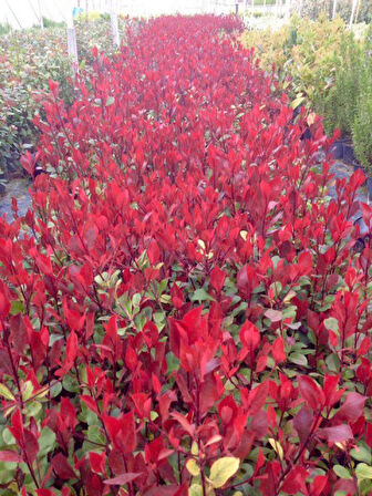 Bodur Alev Çalısı Photinia Red Nana 50 Adet