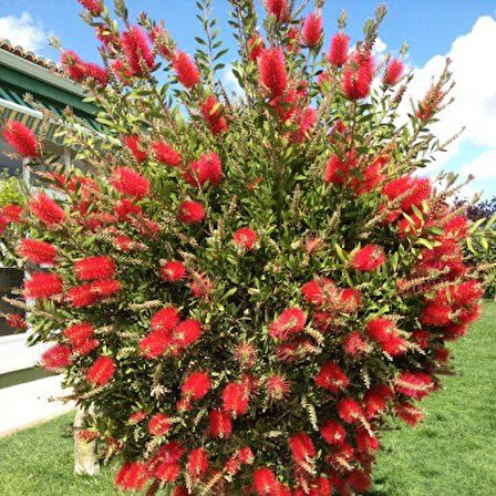 Fırça Çalısı (Callistemon Laevis)