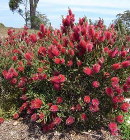 Fırça Çalısı (Callistemon Laevis)