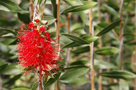 Fırça Çalısı (Callistemon Laevis)