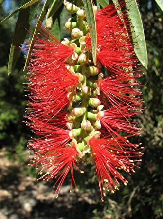 Fırça Çalısı (Callistemon Laevis) 5 Adet