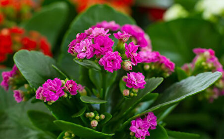 Kalanşo Çiçeği – Kalanchoe 5 Adet Pembe