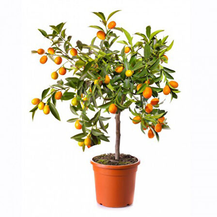Kumkuat (Kamkat) Citrus Fortunella 3 Yaş Tüplü ve Aşılı