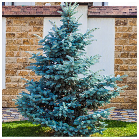 Mavi Ladin (Picea Pungens Glauca) 3 Adet 100 cm