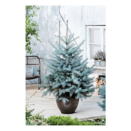 Mavi Ladin (Picea Pungens Glauca) 3 Adet 100 cm