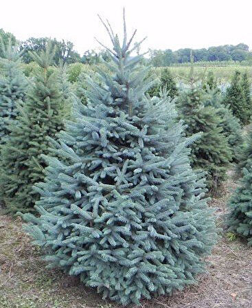Mavi Ladin (Picea Pungens Glauca) 3 Adet 100 cm