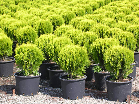 Altuni  Top Mazı  Fidanı Thuja Orientalis Aurea Compacta Nana 5 ADET
