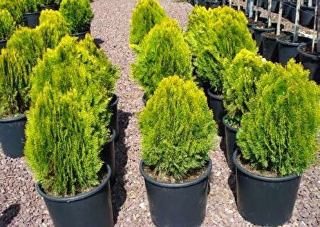 Altuni  Top Mazı  Fidanı Thuja Orientalis Aurea Compacta Nana 5 ADET