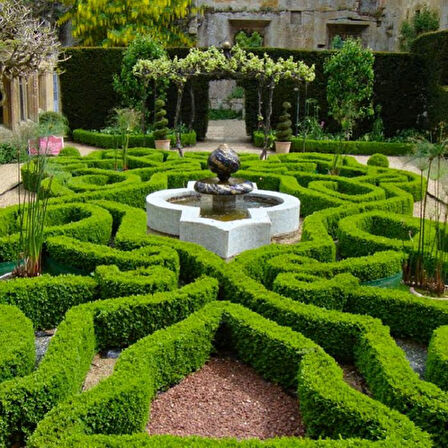 Şimşir Çit Bitkisi Buxus Sempervirens Rotundifolia