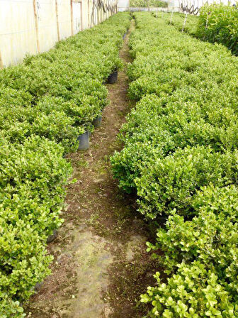 Şimşir Çit Bitkisi Buxus Sempervirens Rotundifolia