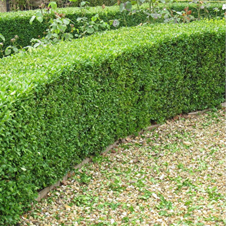 Şimşir Çit Bitkisi Buxus Sempervirens Rotundifolia 3 Adet