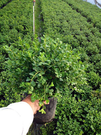 Şimşir Çit Bitkisi Buxus Sempervirens Rotundifolia 3 Adet
