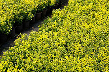 Altuni Çıtır Taflan - Euonymus Microphyllus Pulchellus Aureus (Celastraceae) 3 Adet