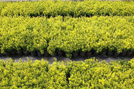 Altuni Çıtır Taflan - Euonymus Microphyllus Pulchellus Aureus (Celastraceae) 30 Adet