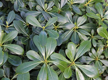 Pittosporum Çalısı