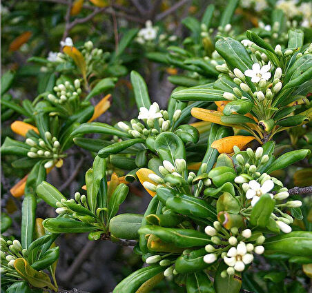 Pittosporum Çalısı 3 Adet