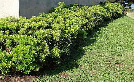 Pittosporum Çalısı 5 Adet