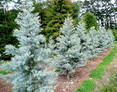 Mavi Servi Ağacı Cupressus Arizonica 5 Adet