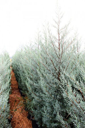 Mavi Servi Ağacı Cupressus Arizonica 5 Adet