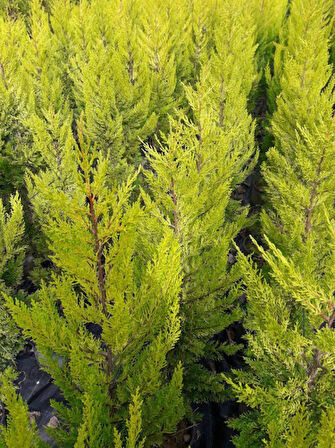 Limoni Servi (Cupressus Macrocarpa Goldcrest)  3 Adet