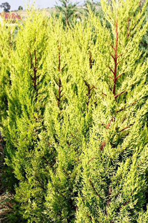 Limoni Servi (Cupressus Macrocarpa Goldcrest)  5 Adet