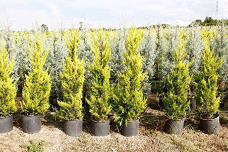 Limoni Servi (Cupressus Macrocarpa Goldcrest)  5 Adet
