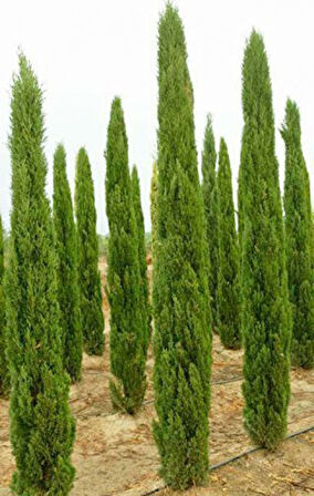 Akdeniz Servisi (Cupressus Sempervirens) 20 Adet