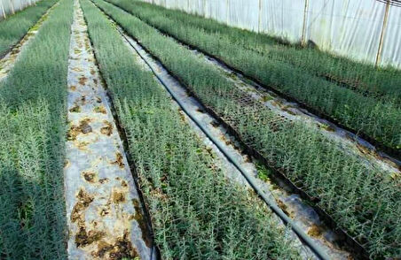 Akdeniz Servisi (Cupressus Sempervirens) 50 Adet