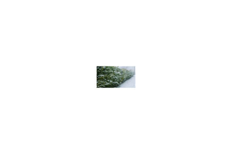 Yeşil Leylandi Cupressocyparis leylandii (CUPRESSACEAE) 5 Adet