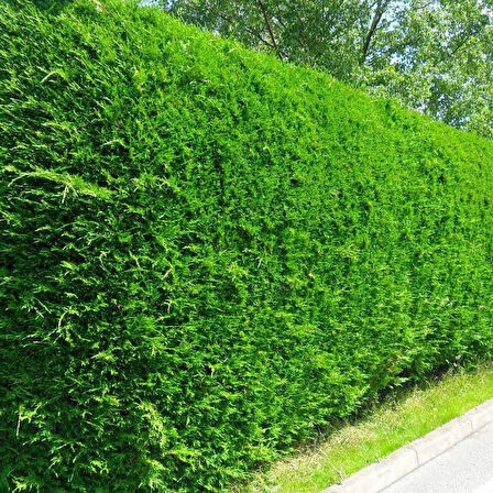 Yeşil Leylandi Cupressocyparis leylandii (CUPRESSACEAE) 10 Adet