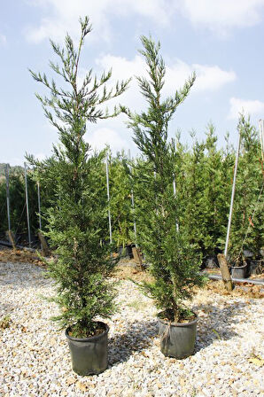 Yeşil Leylandi Cupressocyparis leylandii (CUPRESSACEAE) 10 Adet