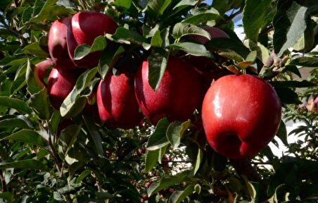 Fiju Kuki Elma Fidanı 3 Adet