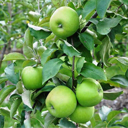 Granny Smith Elma Fidanı
