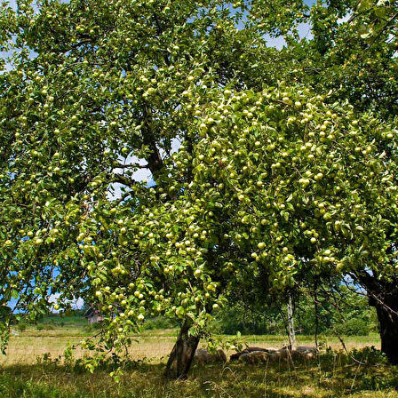 Granny Smith Elma Fidanı