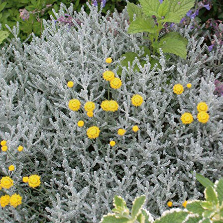 Lavantin Fidanı Santolina Chamaecyparissu 50 Adet