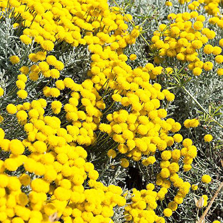 Lavantin Fidanı Santolina Chamaecyparissu 50 Adet