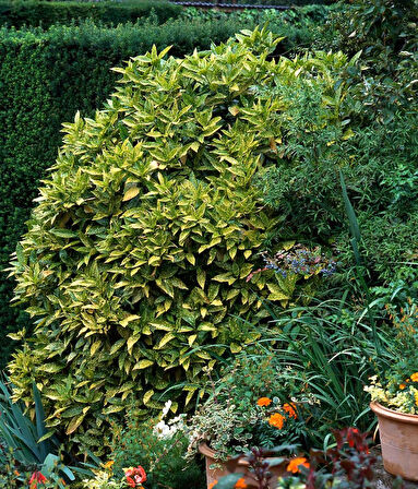Japon Defnesi  (Aucuba Japonica) 3 Adet