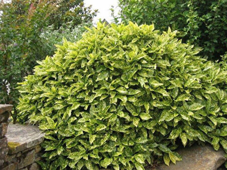 Japon Defnesi  (Aucuba Japonica) 3 Adet