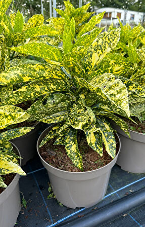 Japon Defnesi  (Aucuba Japonica) 3 Adet