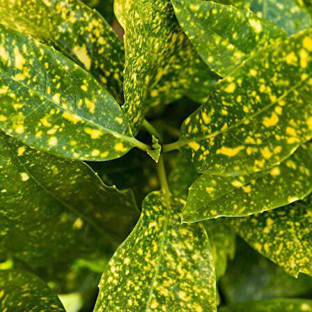 Japon Defnesi  (Aucuba Japonica) 10 Adet