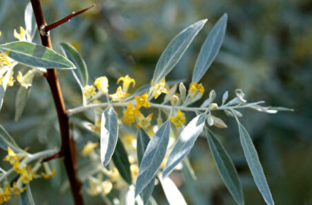 Anadolu İğde Fidanı Elaeagnus Angustifolia