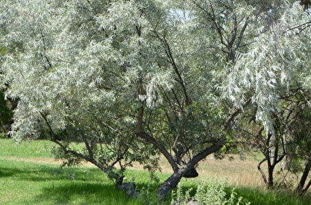 Anadolu İğde Fidanı Elaeagnus Angustifolia 2 Adet