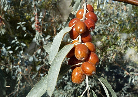 Anadolu İğde Fidanı Elaeagnus Angustifolia 3 Adet