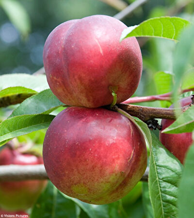 Venüs Nektarin Prunus Persica Nucipersica 3 Adet