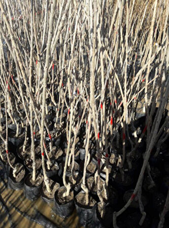 Venüs Nektarin Prunus Persica Nucipersica 3 Adet