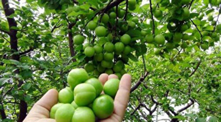 Papaz Erik Fidanı 3 Yaş Tüplü ve Aşılı 3 Adet