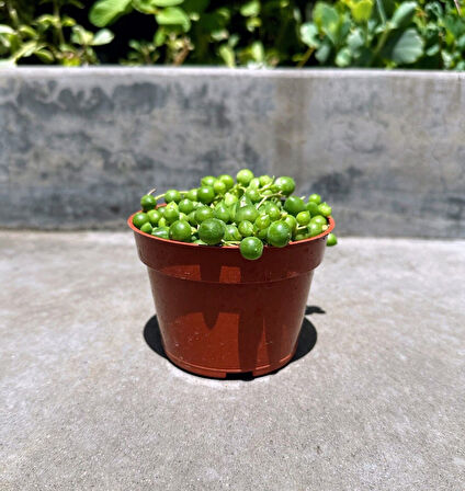 Tespih Çiçeği Senecio Rowleyanus  5 Adet