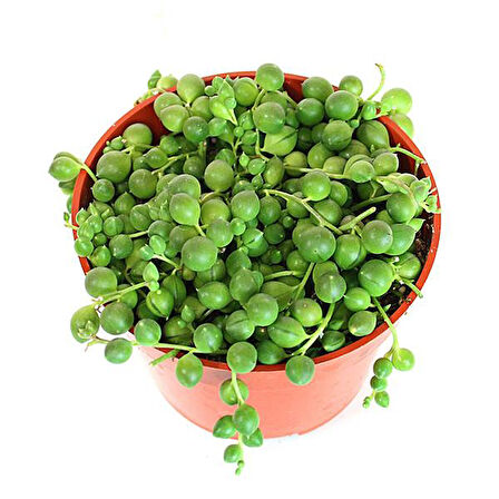 Tespih Çiçeği Senecio Rowleyanus  5 Adet